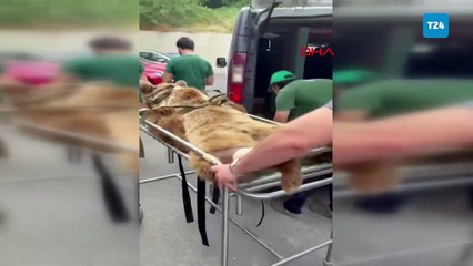 Okan adlı ayıya yediği meyveler dokundu; Cerrahpaşa'da MR'a girdi