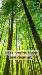 Why Trees Matter to Outdoor Enthusiasts – ReachGreen Highlights the Vital Connection