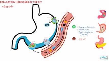 Gastrointestinal System | PHYSIOLOGY | Lecture  03 | High Yield Dr  Zain's Notes