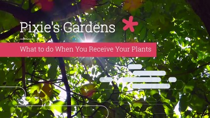 What to do When You Receive Your Plants by Pixies Gardens