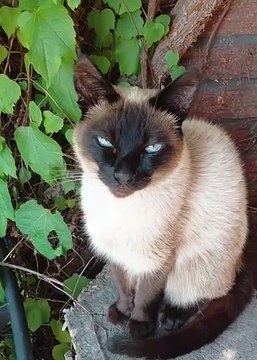 Pure Happiness 😸 Cat’s Reaction After Eating Is Priceless #shorts #cats #funny #cute #funnycats #cutecats #viralcats #funnyfilm