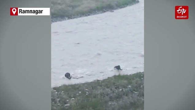 Elephants Struggle Through Flooded Kosi River, Survive Against Strong Currents In Ramnagar