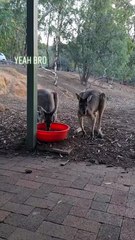 Kangaroo diaries only in Australia 🇦🇺