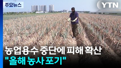 "올해 농사 포기합니다"...농업용수 중단에 농작물 피해 확산 / YTN