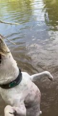 Dog Has Fun Hanging by Rope Swing