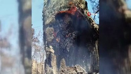 Buldan dağlarının yeşil örtüsü siyaha büründü