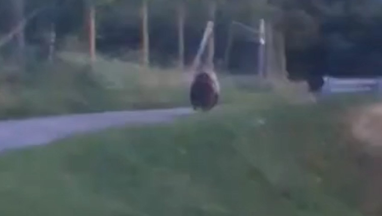 Val Venosta, incrocia un orso sulla strada per andare al lavoro (e che la figlia di 10 anni percorre per andare a scuola)