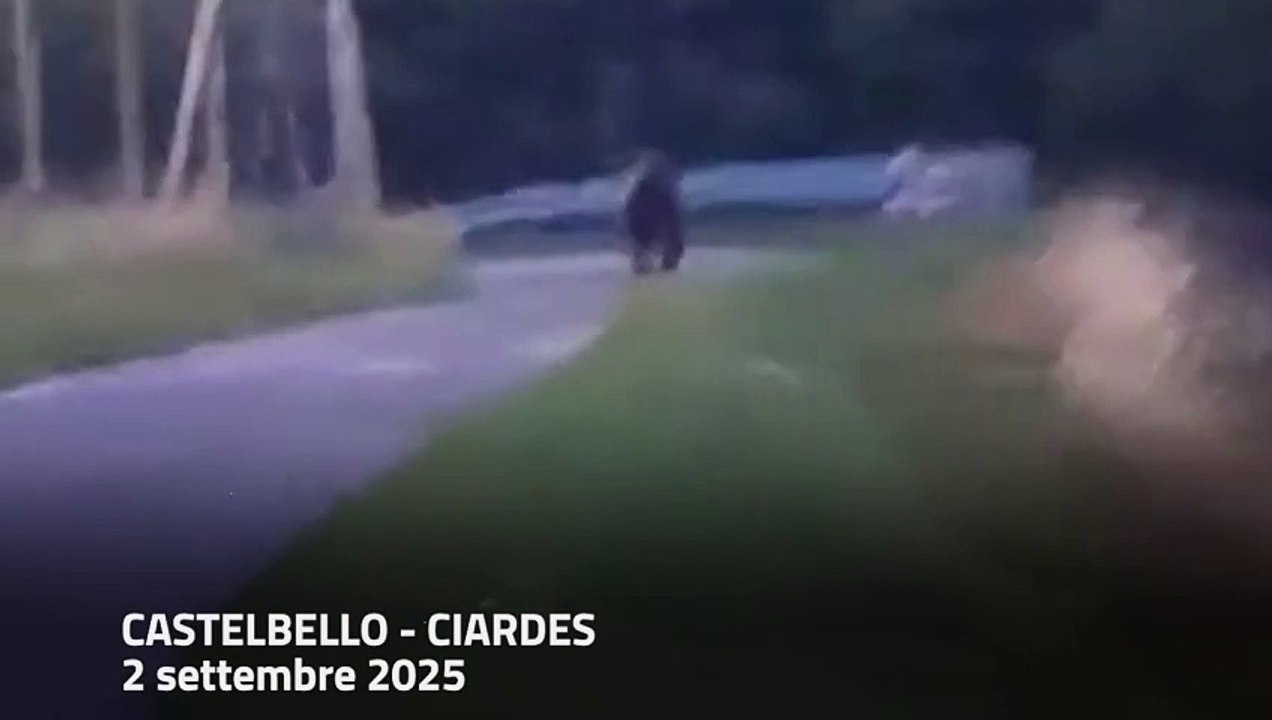 Val Venosta, incrocia un orso sulla strada per andare al lavoro (e che la figlia di 10 anni percorre per andare a scuola)