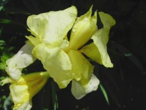 Fleurs et arbres 18.05.08