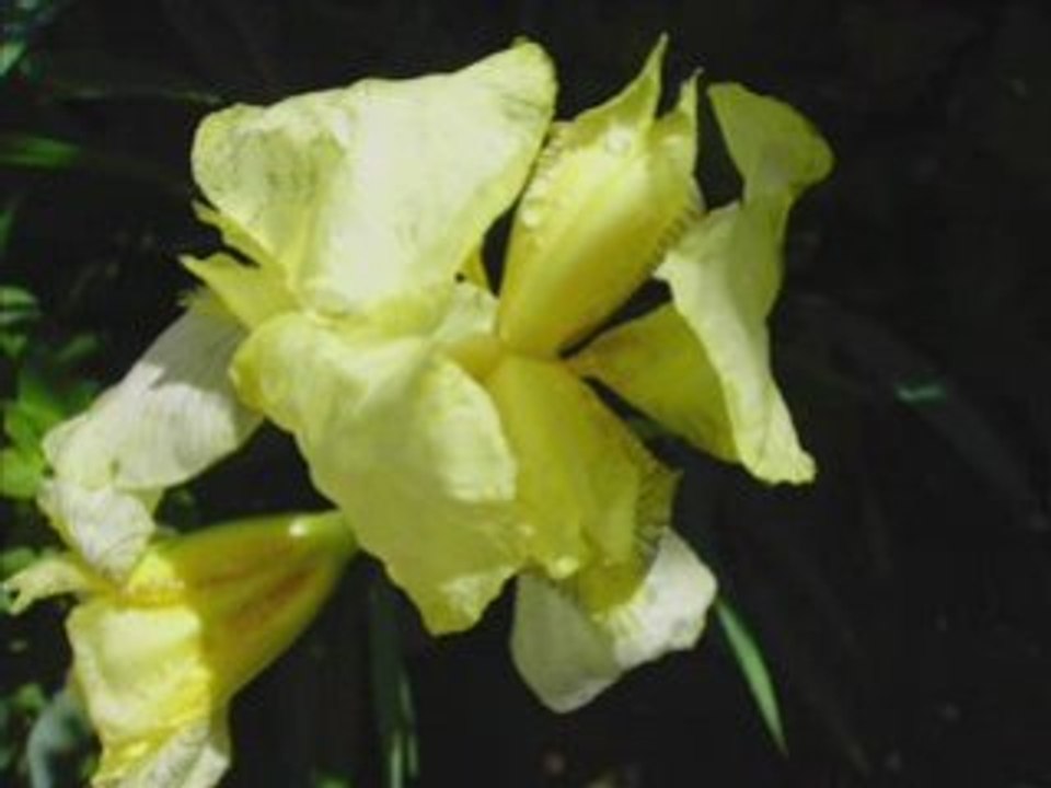 Fleurs et arbres 18.05.08