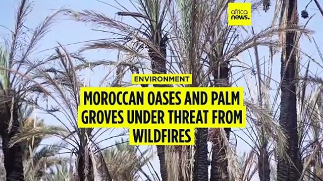 Rising temperatures threaten the survival of Morocco's palm groves