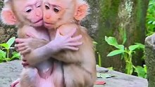 Cute baby monkey 2