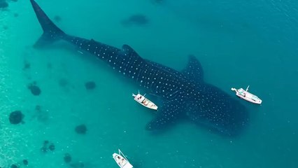 "Has the end of the world come now? A monster appeared in the sea.""What will happen now, people of the USA and Canada?" part4