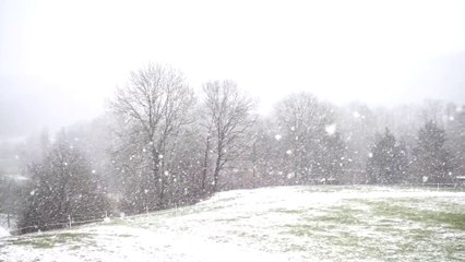 Beautiful Snowfall in Winter  Relaxing Winter Nature Scenery