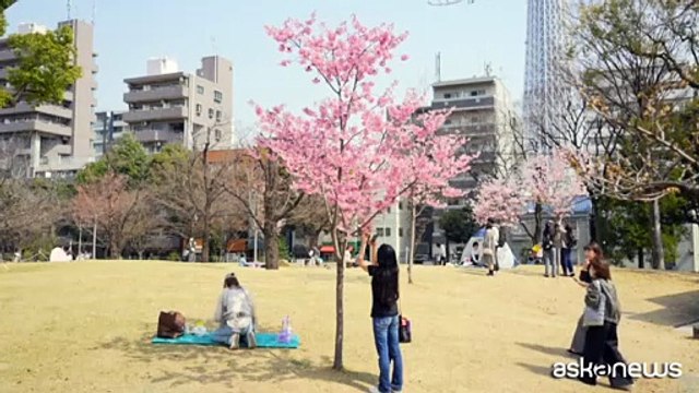 A Tokyo è iniziata la stagione della fioritura dei ciliegi