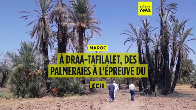 Maroc : des oasis menacés par des températures élevées et les feux de forêt