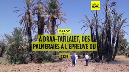 Maroc : des oasis menacés par des températures élevées et les feux de forêt