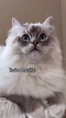 Never underestimate the power of a kitty 🤭🤭