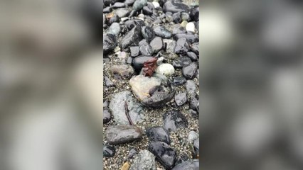 La schiusa di 63 piccole Caretta caretta a Varazze