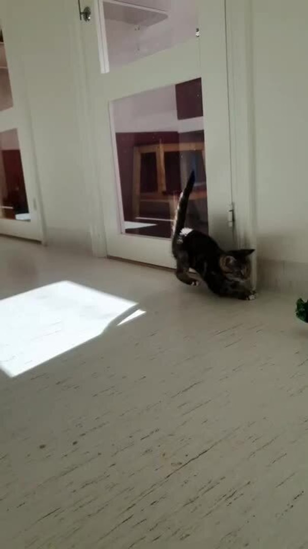 ⁣Kittens Rescued and Taken Care of in Shelter