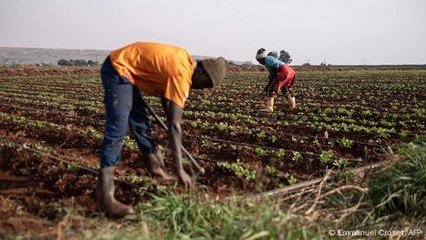 Zambian youth find new opportunities in agriculture