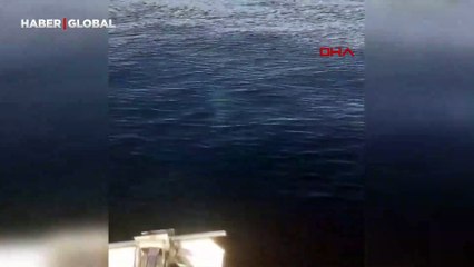 Tekirdağ'da tekneyle yunuslar arasında eğlenceli anlar