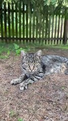 Those Eyes Will Steal Your Heart ❤️ Check! #shorts #cat #Funnycats #viral #viralcats #cute #funny #foryou