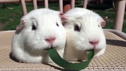 Guinea pigs playing tug of war with a blade of grass…