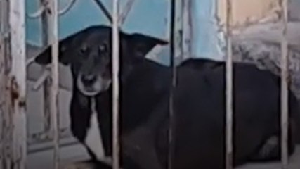 कुत्तों ने लैंडस्लाइड के खतरे से की परिवार की रक्षा