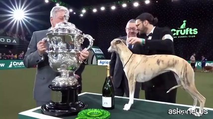 Per la prima volta un cane italiano vince la mostra britannica Crufts: il trionfo dell'elegantissima Miuccia