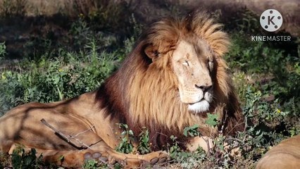 Os animais mais fofos do mundo N•312
