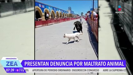 Presentan denuncia por la perrita que fue embestida por un toro en Aguascalientes