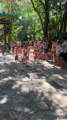 Flamingos Parade Gracefully In Line