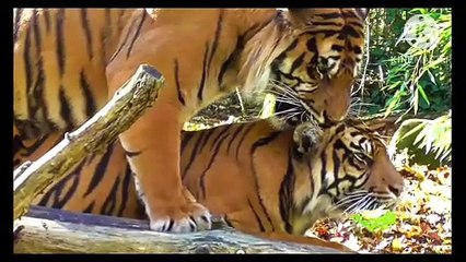 Os animais mais fofos do mundo N•316