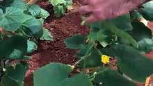 Hıyar bitkilerini ipe sarma (Wrapping cucumber plants with rope)