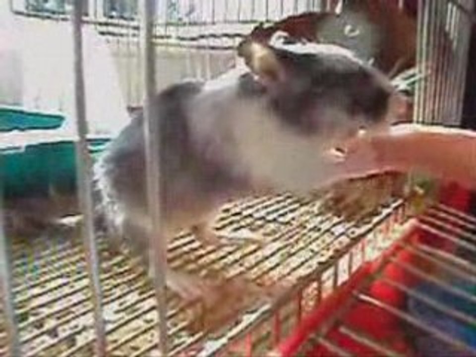 Hommage à lorenzo ma gerbille