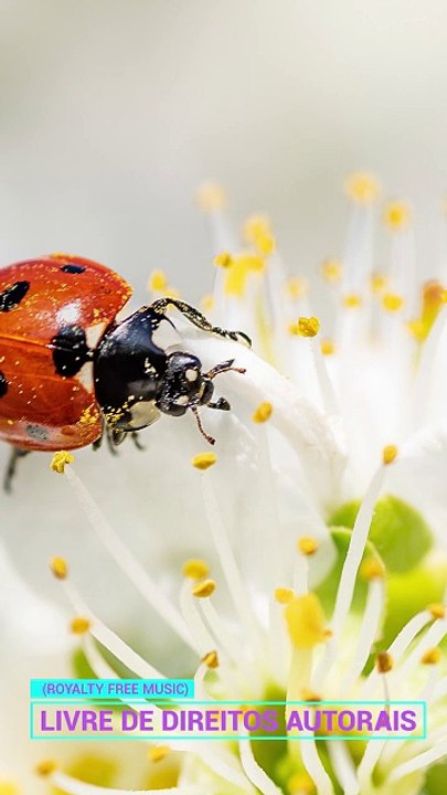 ✅💘Música instrumental para relaxar e reduz ansiedade- Limpeza para cura e boas energias- Fragmentos #99
