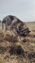 Dog Discovers Hidden Treasure in the Backyard! 🏴‍☠️