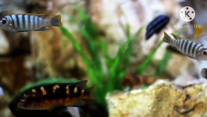 Os animais mais fofos do mundo N•318