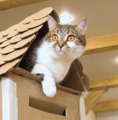 Wow! 🙀 Your Cat will be Glad with this DIY Cardboard Box Castle! 📦