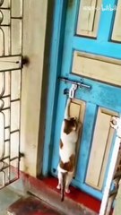 🐱 “I’m Back, Human! Open the Door Now!” | Funny Cat Shorts