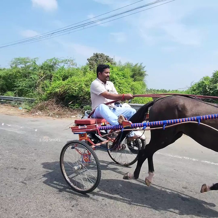 Race போற குதிரைக்கு என்னென்ன சாப்பாடு கொடுக்கனும்!! எவ்வளவு தூரம் ஓடனும்?? | Race Horse