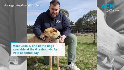 Greyhound as Pets adoption day