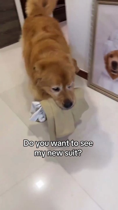 My Dog New Suit 🐶