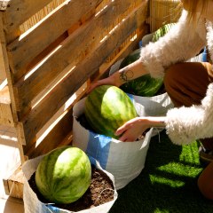 Way to grow watermelon farm at home, garden or even right on your balcony! 🍉