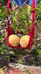 Gardening made easy: time-saving tips you’ll love 🧤✨