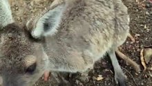 Kangaroo diaries only in Australia 🇦🇺