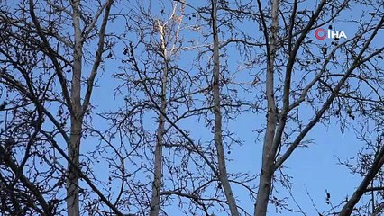 Diyarbakır'da bir vatandaş bahçesinde serçe benzeri salatalık ile karşılaştı