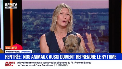 Signé BFM - Les animaux doivent aussi reprendre le rythme de la rentrée