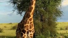 which animal is taller than Giraffe 🦒_ drop in comments #shorts #giraffe #taller
